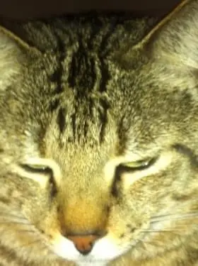 Andachtsbild von Tanja