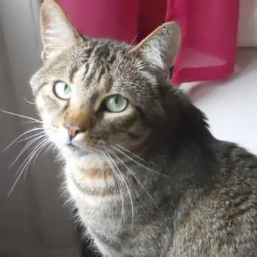 Andachtsbild von Tanja