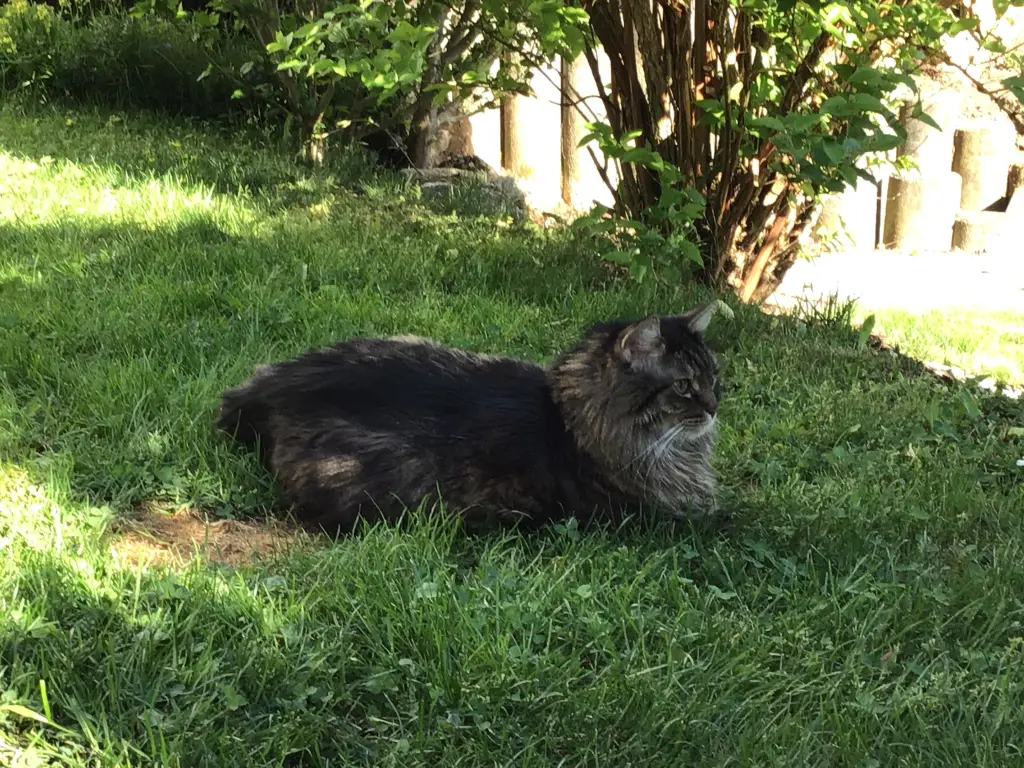 Andachtsbild von Nicole mit Roxy 2009 - 2023