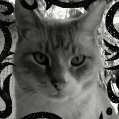 Image from Stinger   * 01.06.97    + 14.09.2011