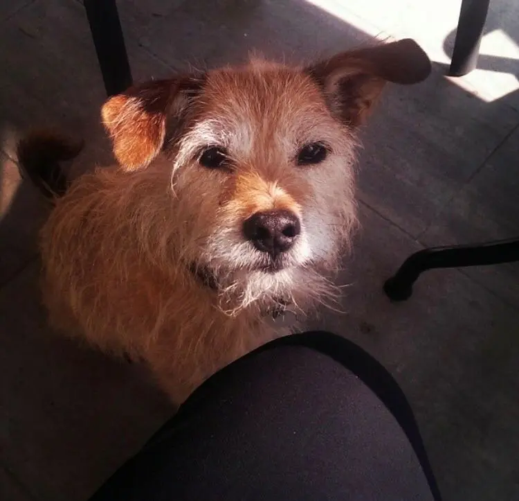 Image from Gismo