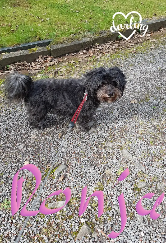 Andachtsbild von Jutta mit ihrem Sternenhund Ronja