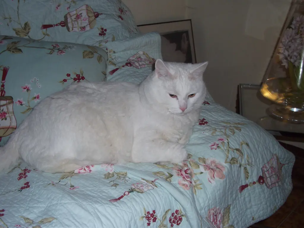 Condolence image of Simba