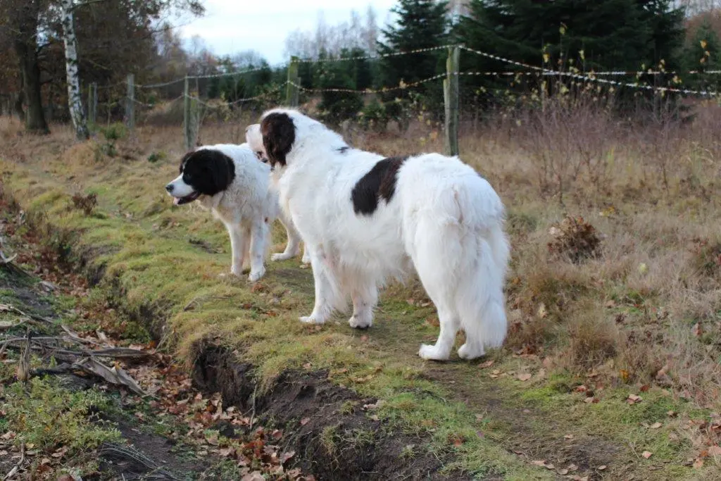 Condolence image of Simone & Fiona
