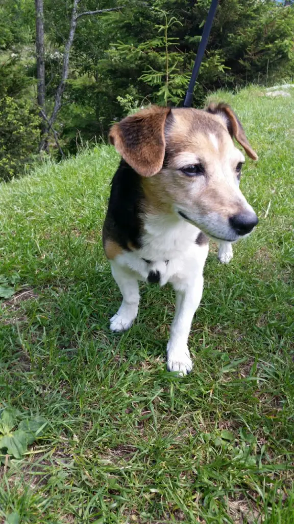 Condolence image of Sonja mit Spike im Herzen