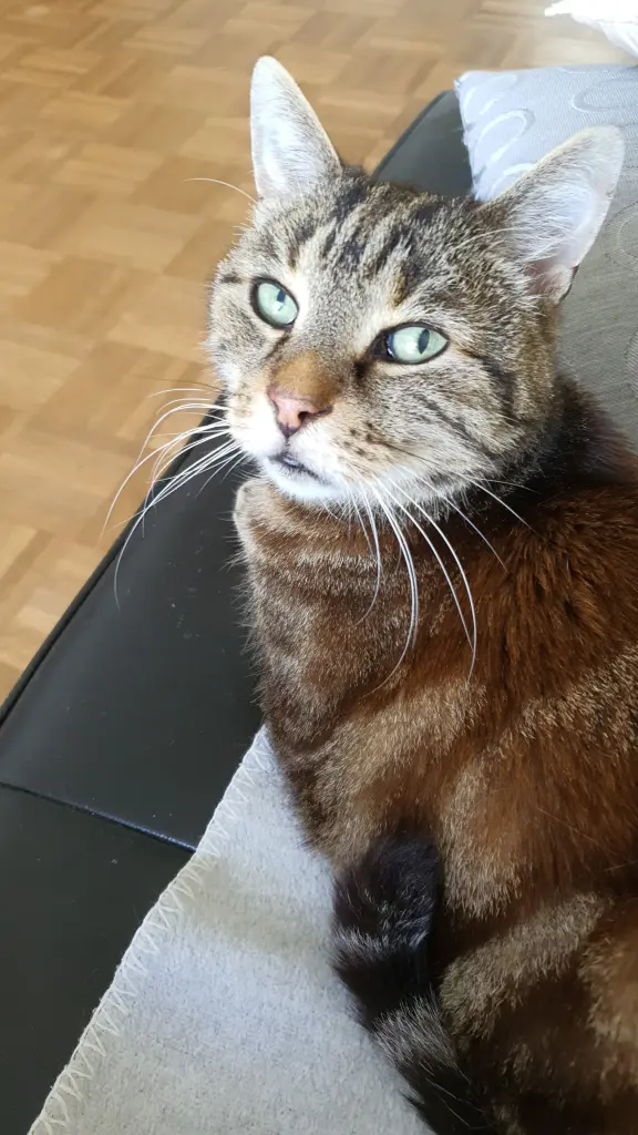 Condolence image of Hans Peter mit Oddy