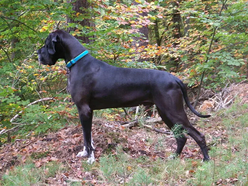 Andachtsbild von Anja,Jürgen,Velvet und Wotan im Herzen