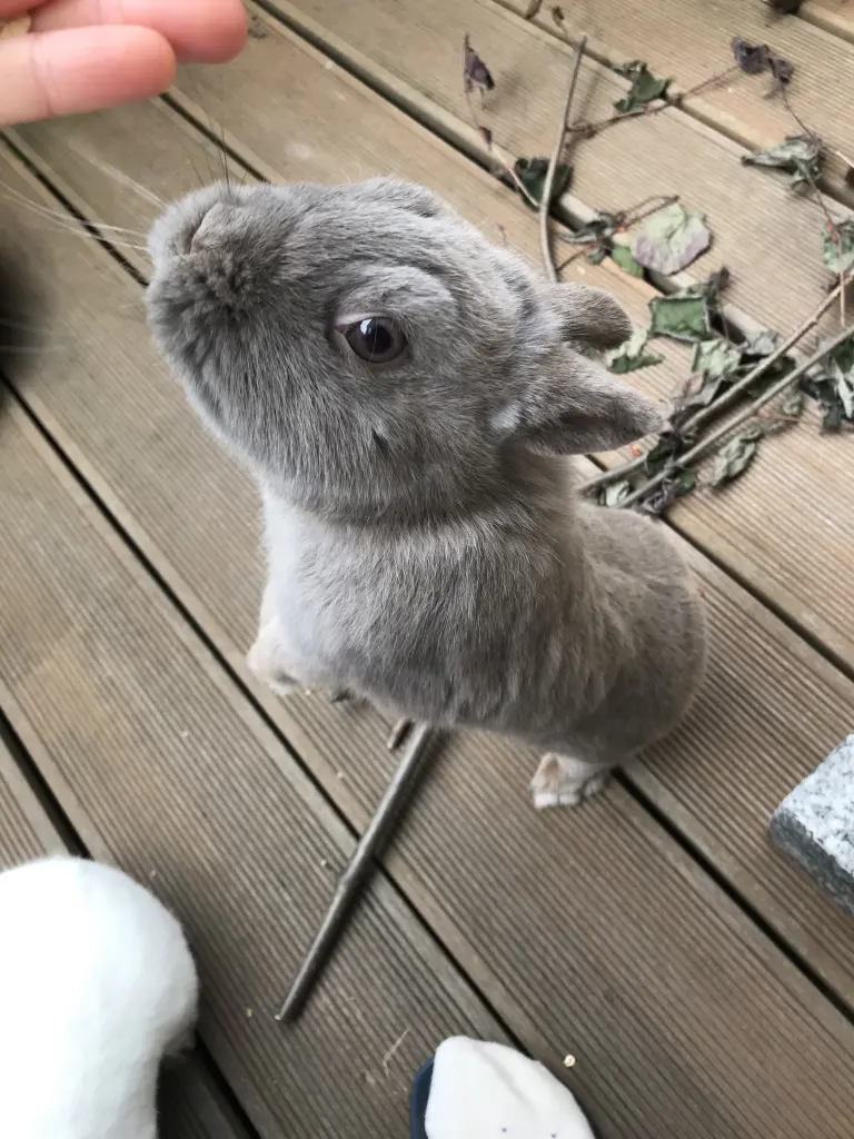 Image from Winnifred