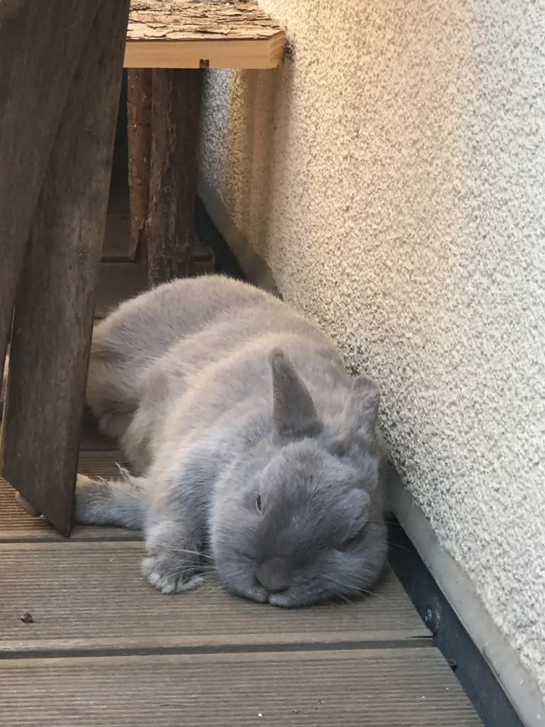 Image from Winnifred