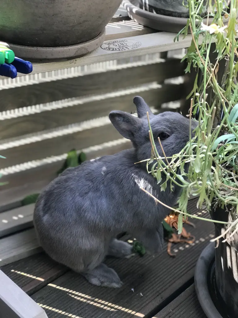 Image from Winnifred