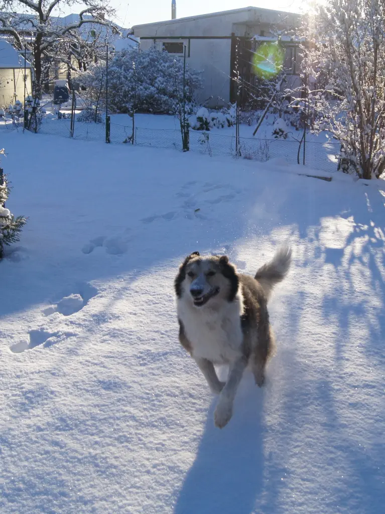 Image from Laika