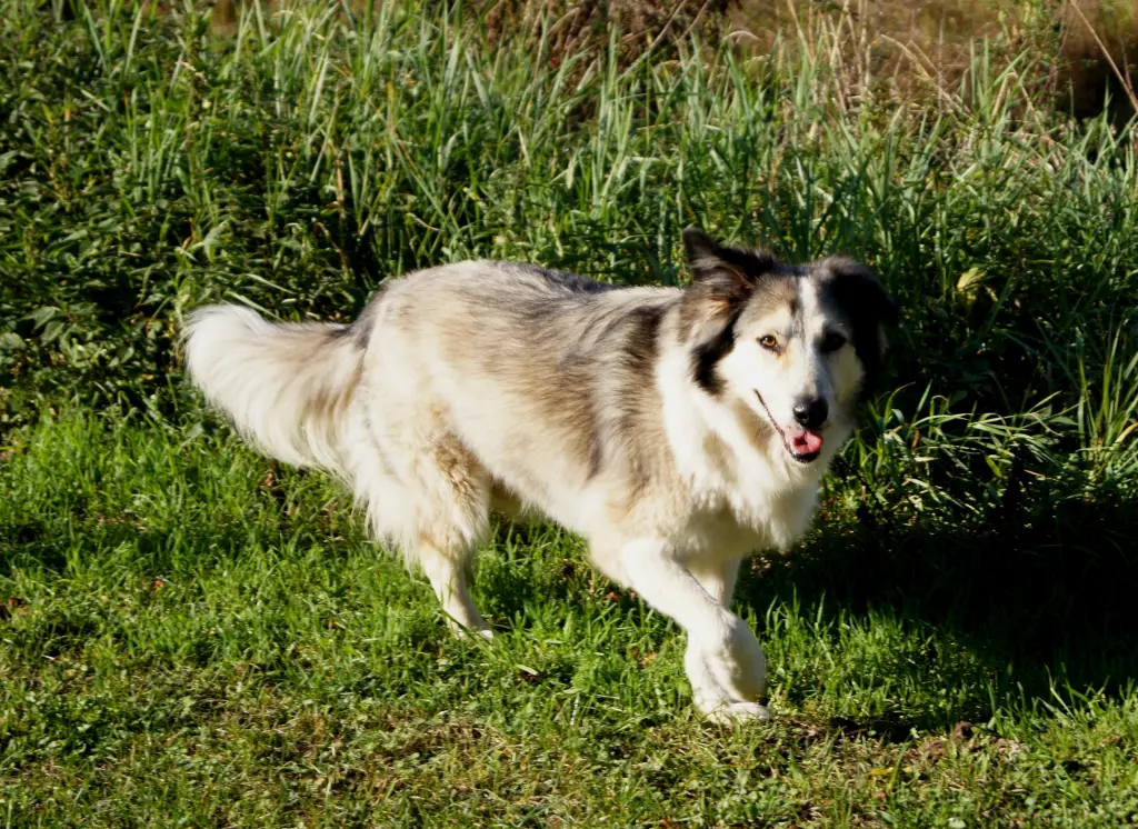 Image from Laika