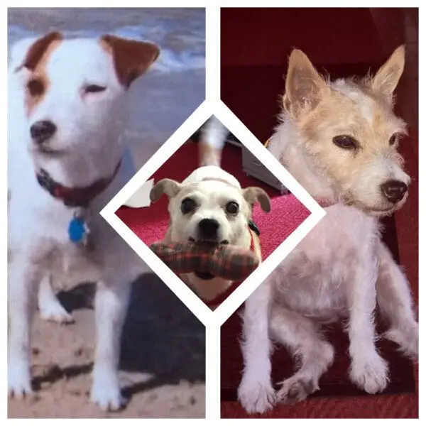 Condolence image of Petra mit Pebbels und den Dottie's im Herzen 
