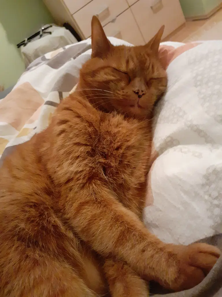 Andachtsbild von Birgit mit Max im Herzen ❤