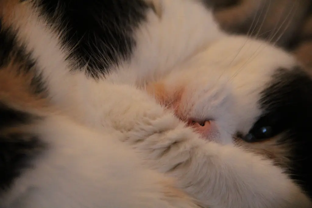 Condolence image of Anke