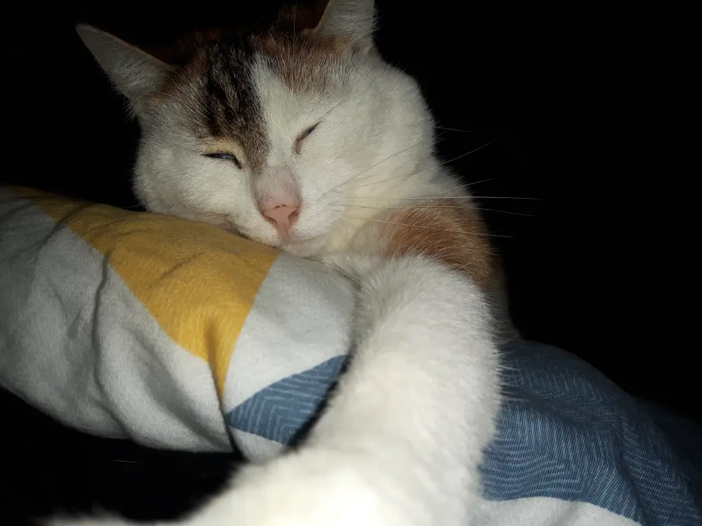 Condolence image of Anke