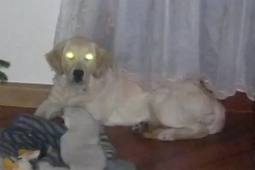 Image from Sternchen