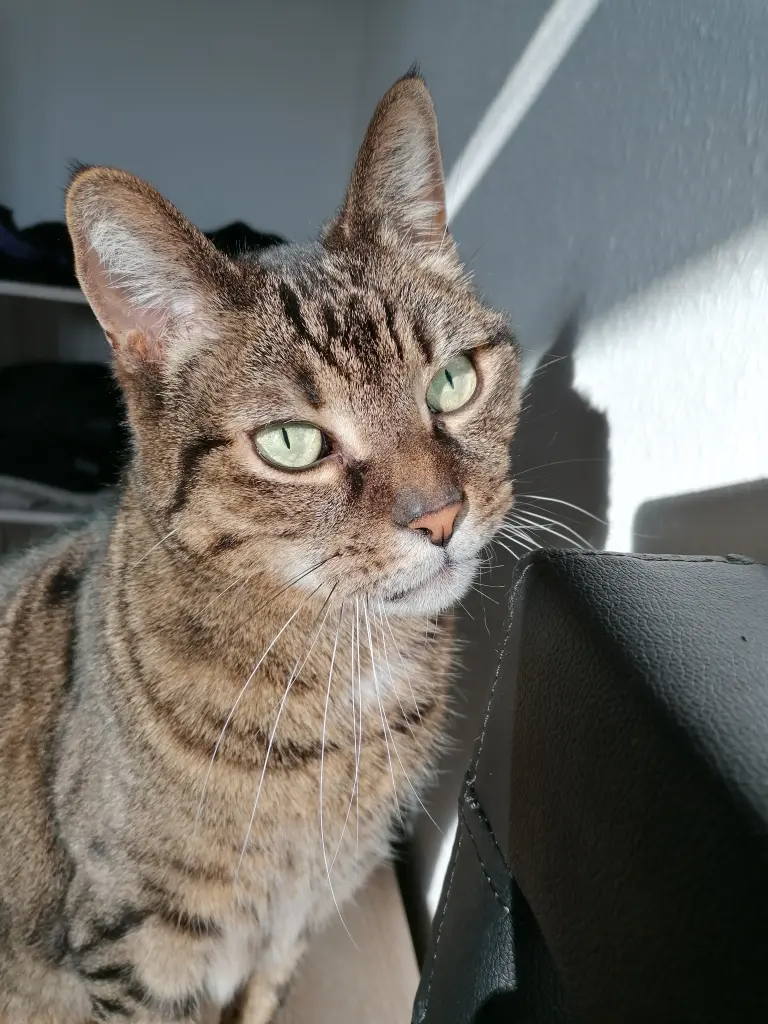 Bild von Simba