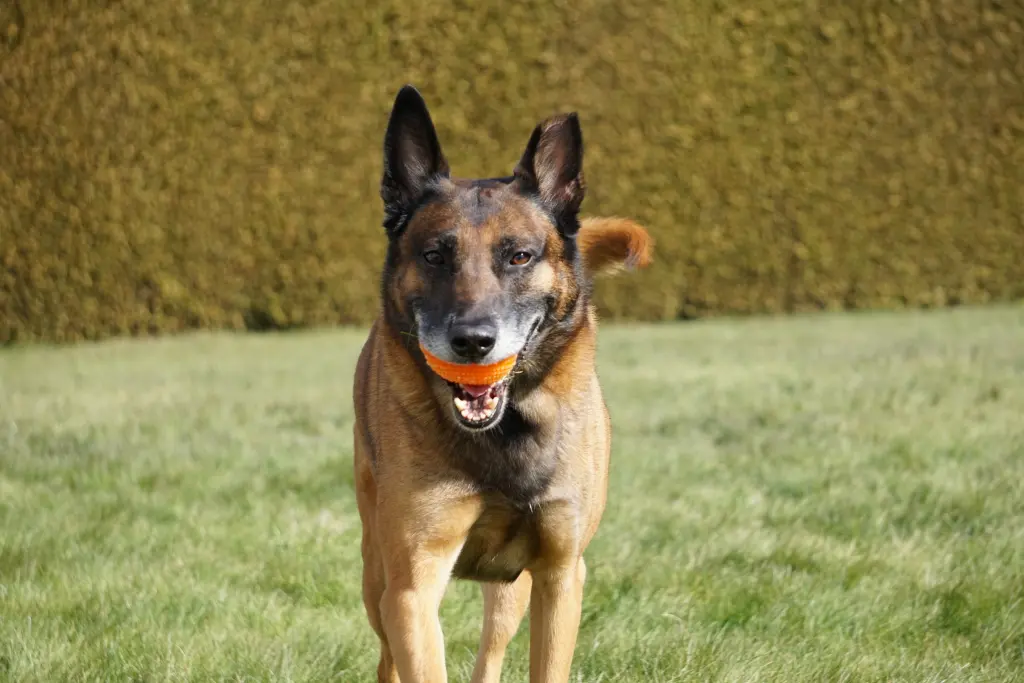 Bild von Nero