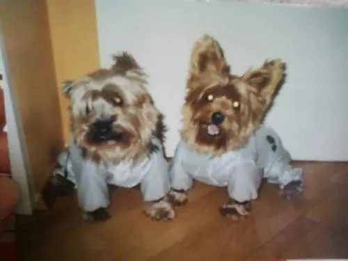 Image from LADY