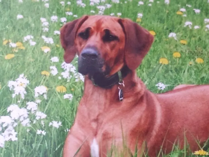 Condolence image of Andrea