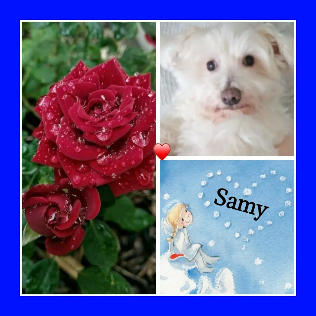 Andachtsbild von Martina mit Seelenhund Samy ♥️⭐♥️ für immer im Herzen
