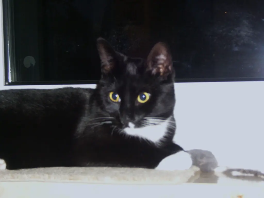 Andachtsbild von Heide mit Cita für immer im Herzen ♥️