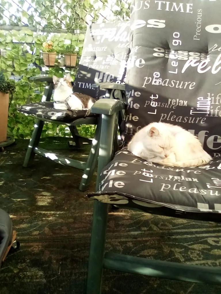 Andachtsbild von Beate und Arne mit Elvis im Herzen ❤