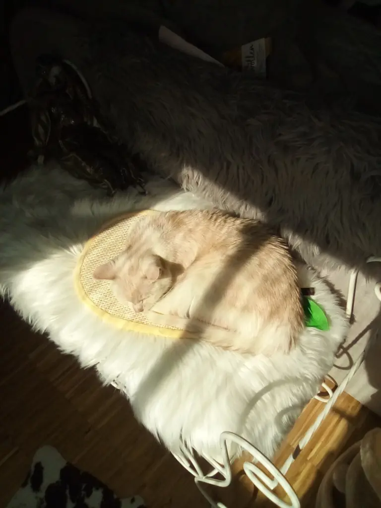 Andachtsbild von Beate und Arne mit Elvis im Herzen ❤