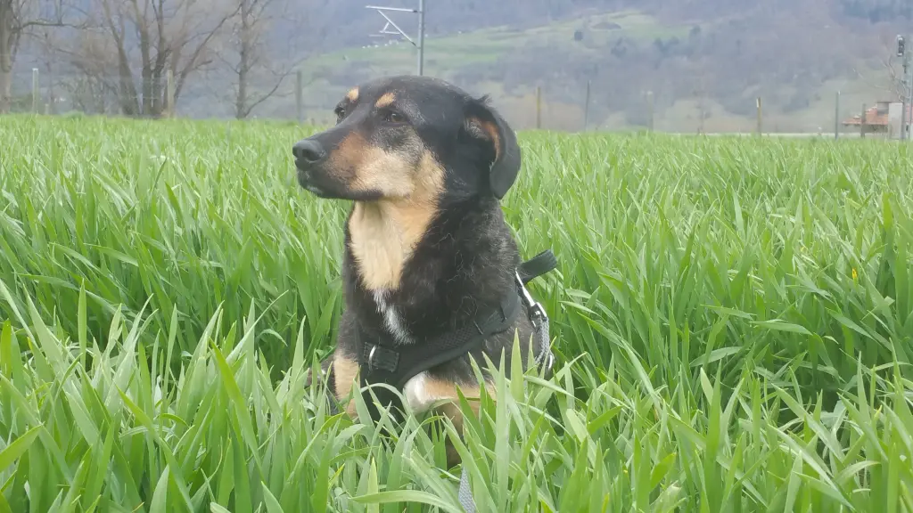 Andachtsbild von Unbekannt