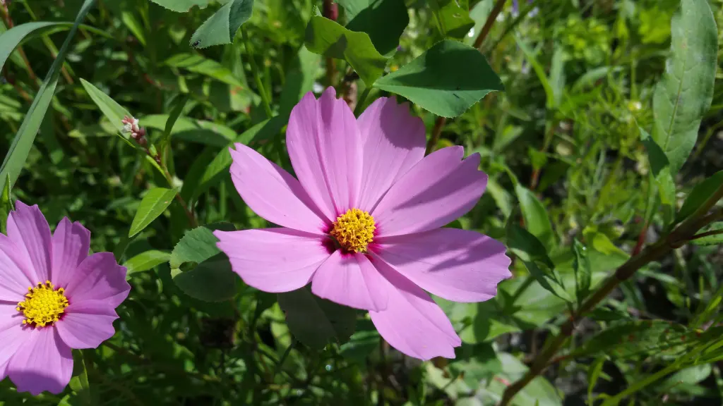 Andachtsbild von Unbekannt