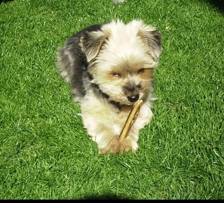 Andachtsbild von Buffy ❤️für Cita ❤️