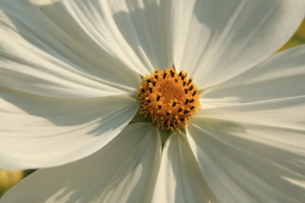 Andachtsbild von Unbekannt