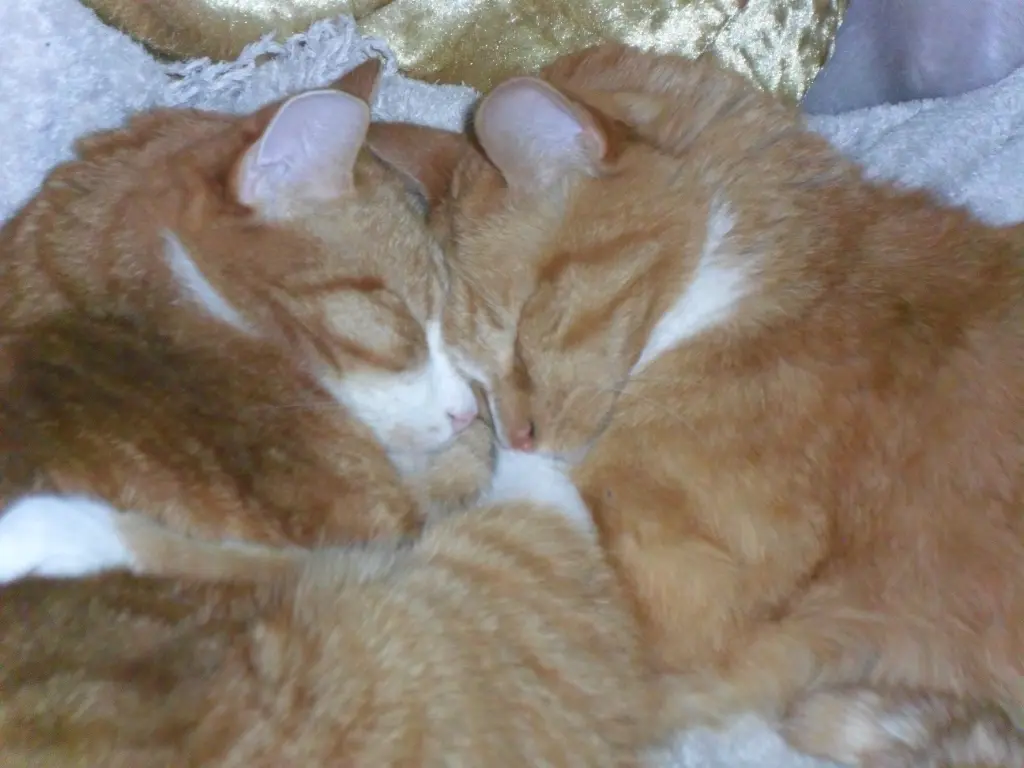 Andachtsbild von Beate mit Elvis im Herzen ❤