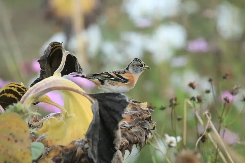 Andachtsbild von Konni mit Mayte ganz tief im Herzen ❤️