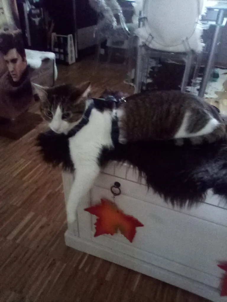 Andachtsbild von Beate mit Elvis im Herzen ❤