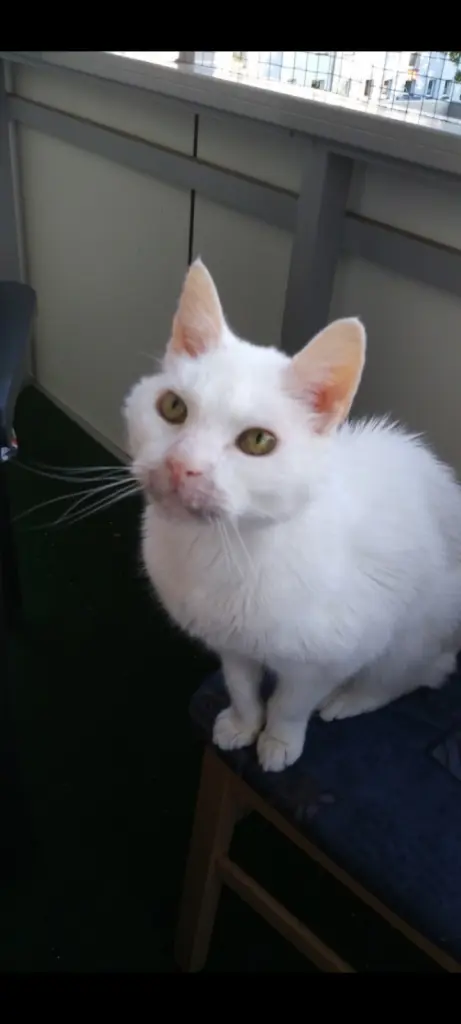 Andachtsbild von Unbekannt