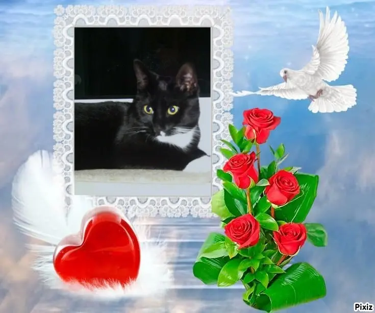 Andachtsbild von Tanja mit Timmy im Herzen 