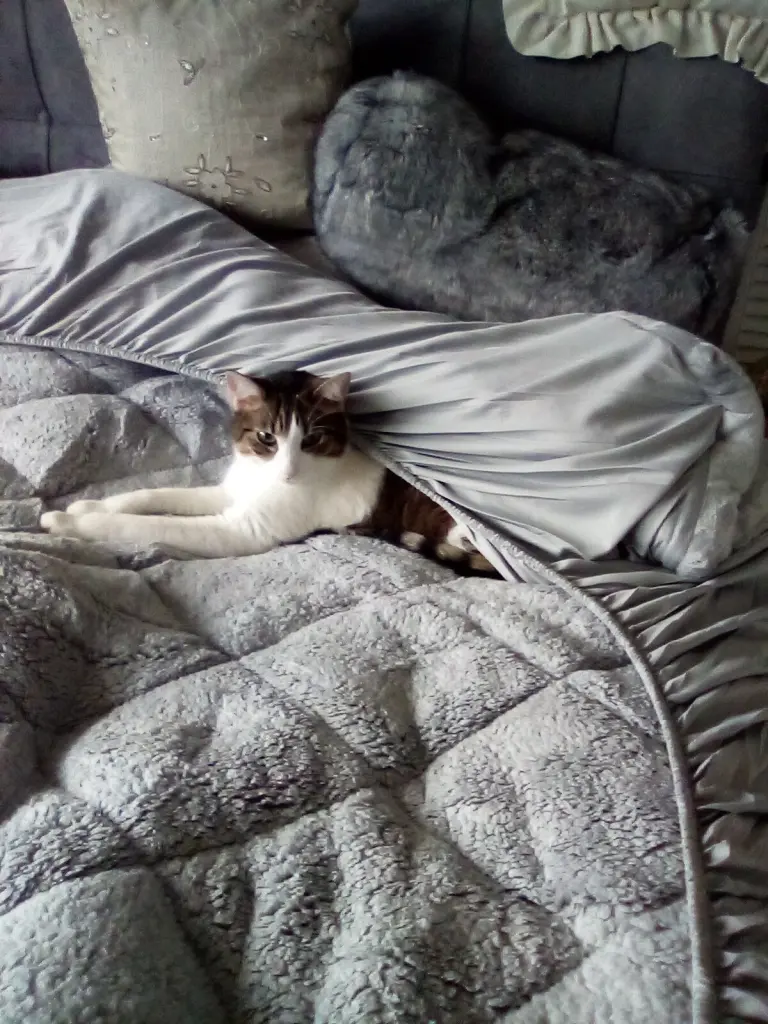 Andachtsbild von Beate mit Elvis im Herzen ❤