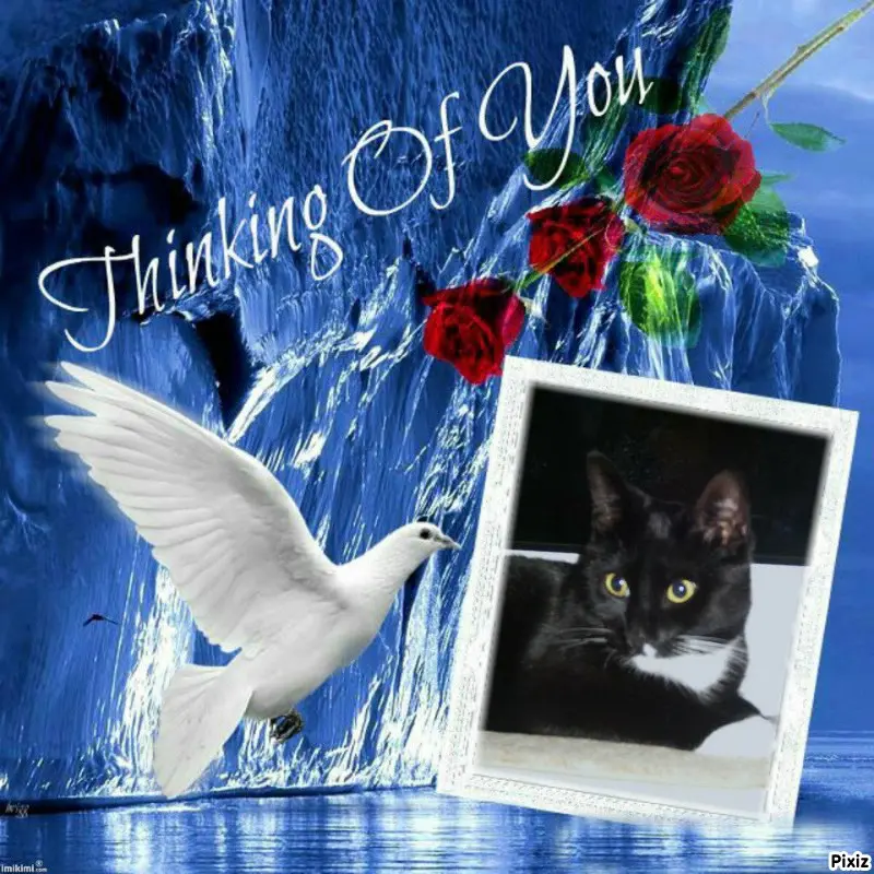 Andachtsbild von Tanja mit Timmy im Herzen 