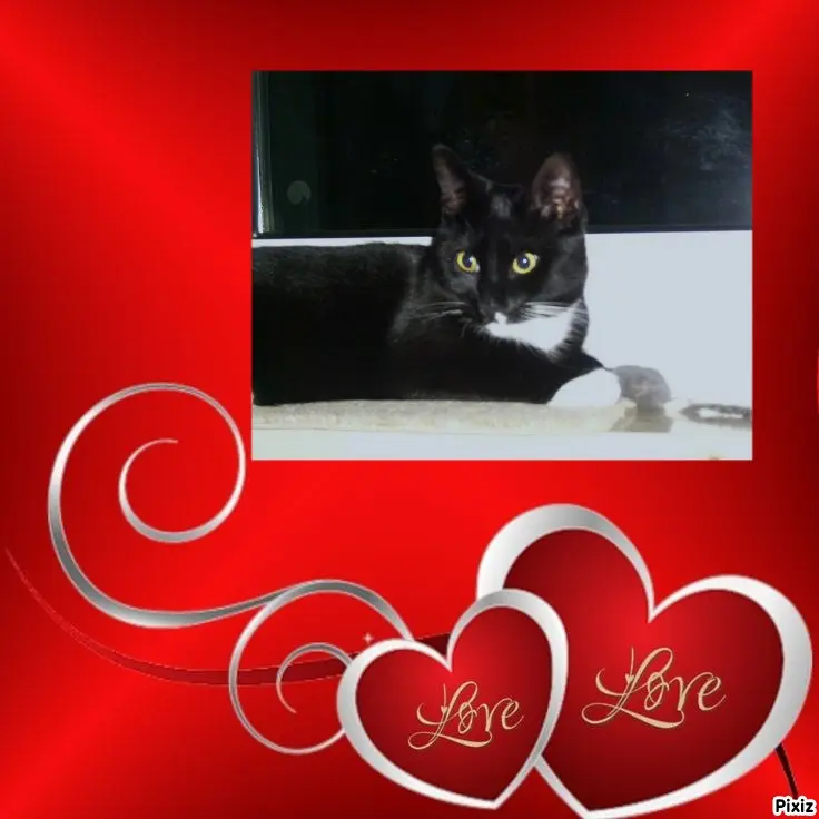 Andachtsbild von Tanja mit Timmy im Herzen 