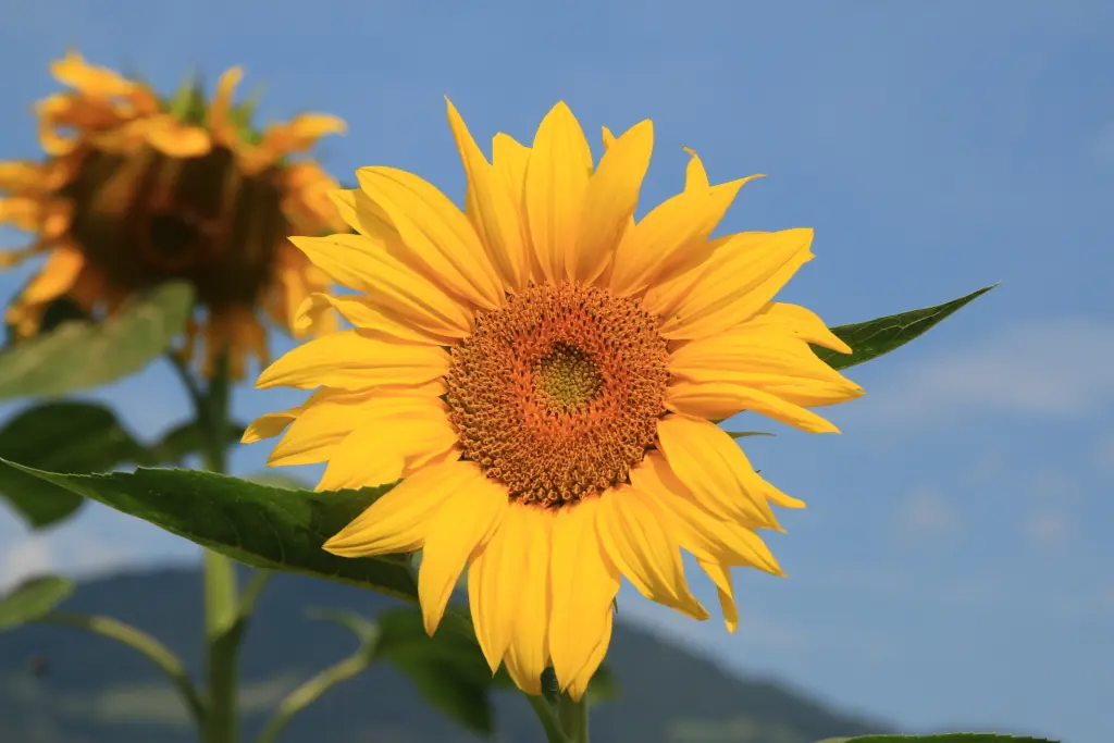 Andachtsbild von ღ꧁ღ╭⊱༺❤️ ❤️༻ ⊱╮ღ꧂ღ