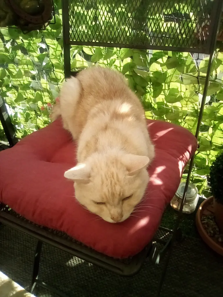 Andachtsbild von  Beate mit Elvis im Herzen ❤