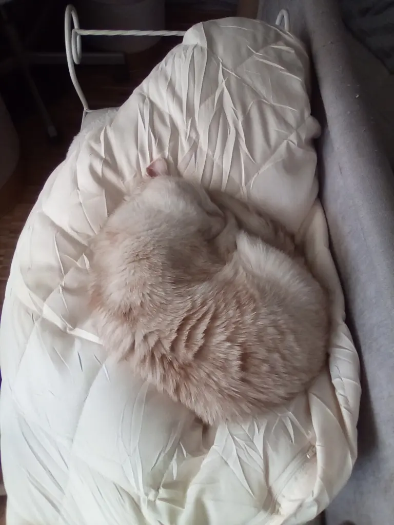 Andachtsbild von Beate mit Elvis im Herzen ❤