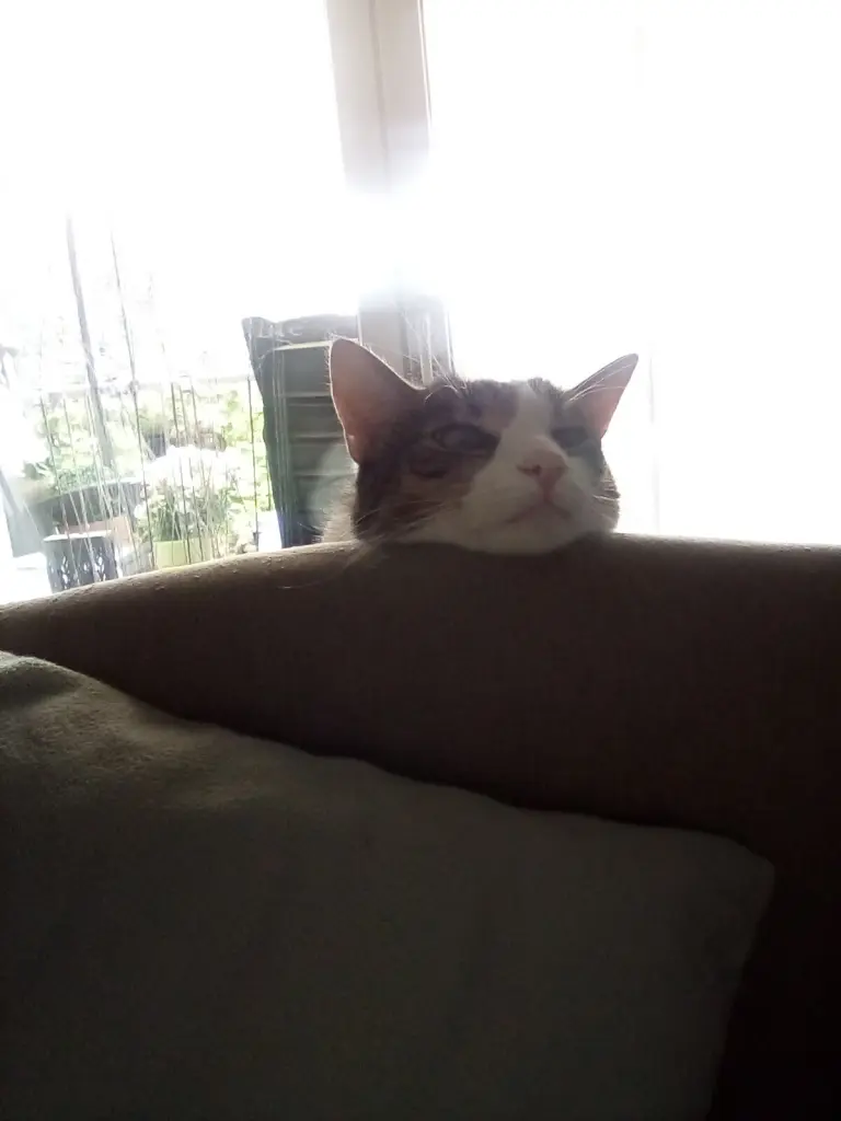 Andachtsbild von Beate mit Elvis im Herzen ❤