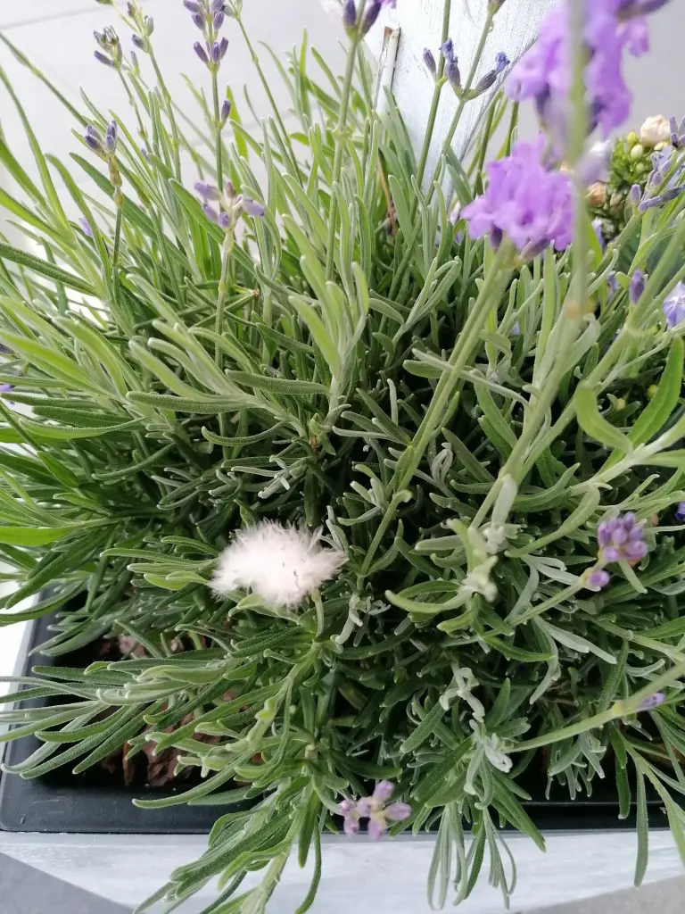 Andachtsbild von ♡Herzen♡