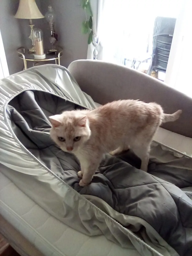 Andachtsbild von Beate mit Elvis im Herzen ❤