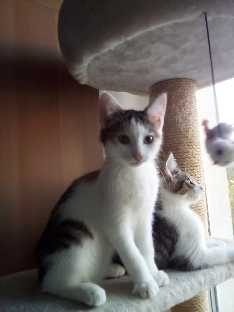 Andachtsbild von Baby ❤