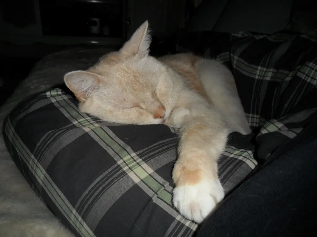 Andachtsbild von Beate mit Elvis im Herzen ❤