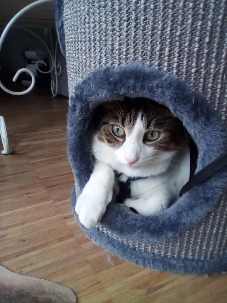 Andachtsbild von Danke von Baby❤